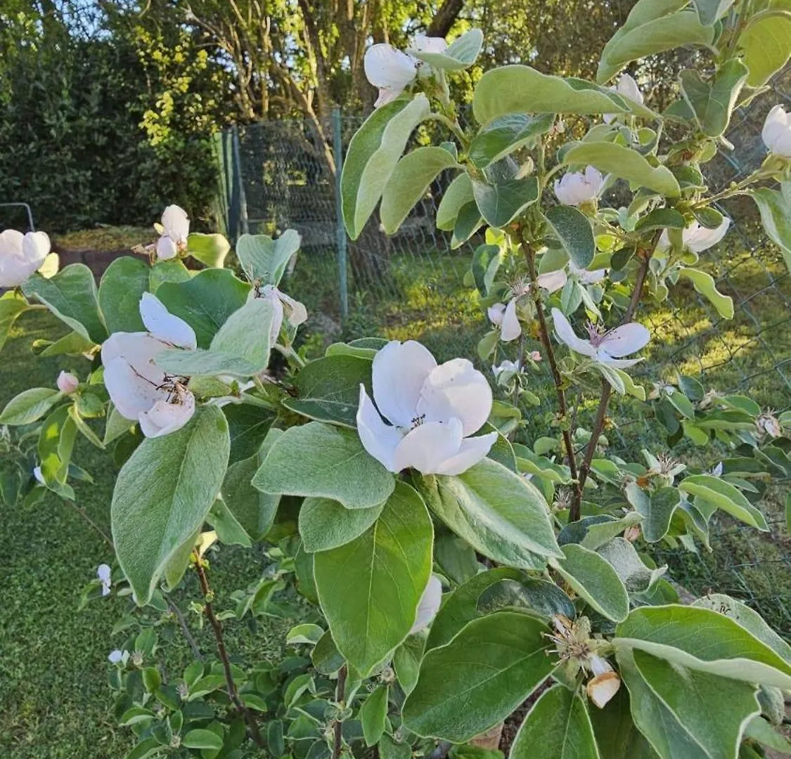 Appartamento da Vjeri Pola